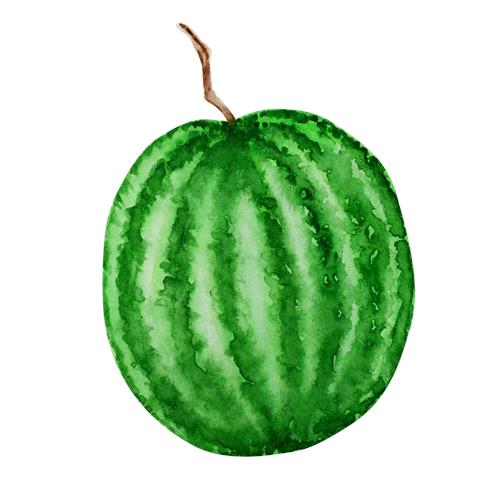 Saftig Vandmelon Illustreret